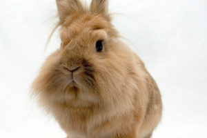 Rasy królików lion head Rasy królików lion head